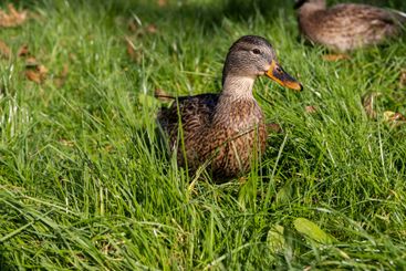 wild ducks walking on the green grass in the summer season