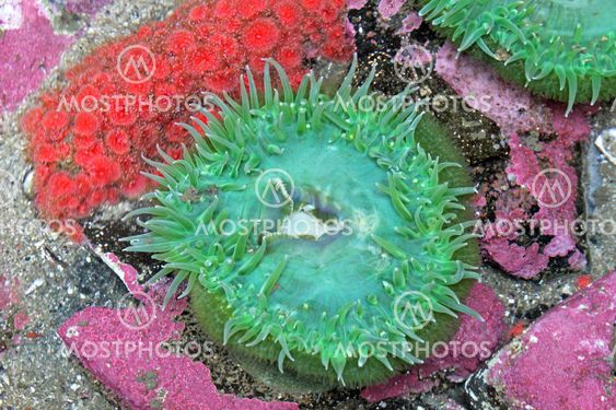 Green and red sea anemones