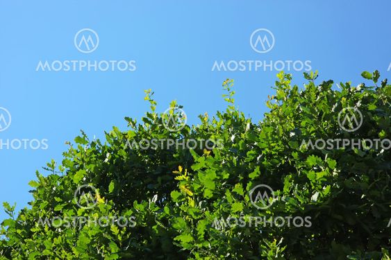Oak leaves