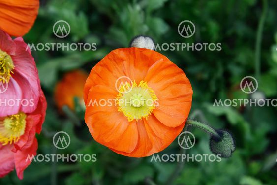 closeup of poppy flower in full blossom