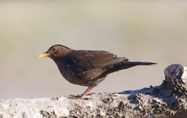 European blackbird (female) sitting on a log, bright...