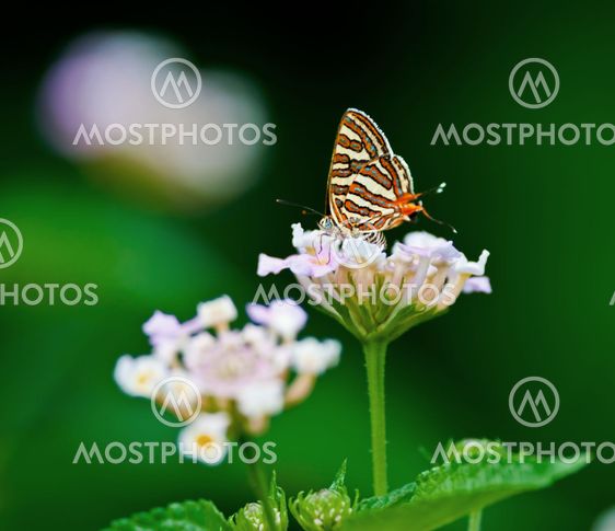 Butterfly Common Silverline Spindasis vulcanus closeup copy space