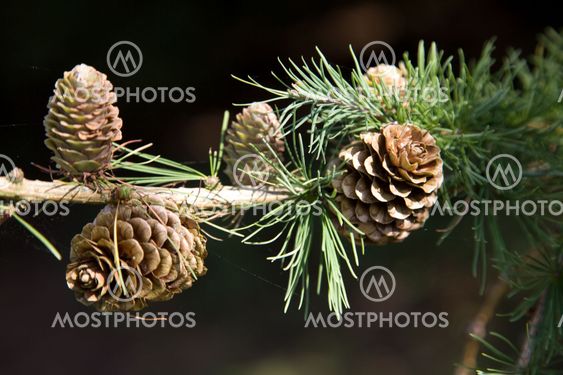 Larch Tree detail