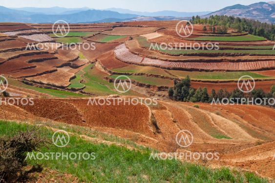Colorful agriculture field