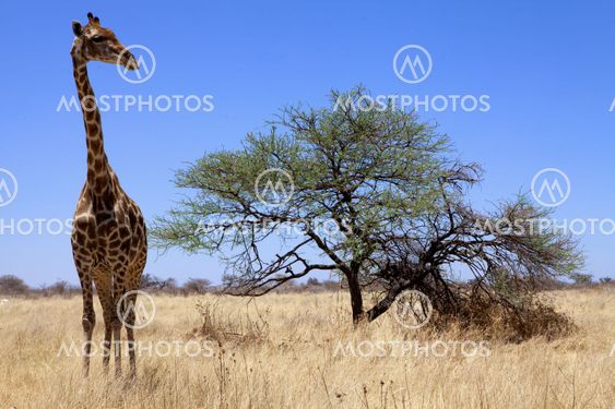 a big giraffe in etosha national park namibia