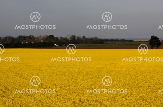 Raps i morning_20