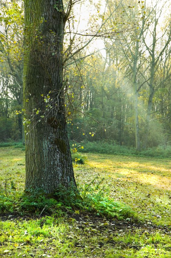 Puun kanssa syksyllä sunrays