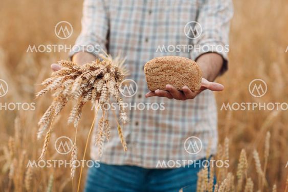 Man farmer holds sheaf of wheat ears and bread in cereal...