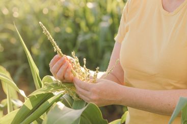 Female farmer inspecting corn tassel