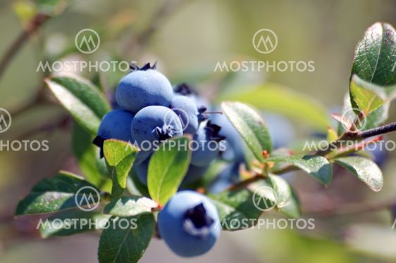 Wild Blueberries (Vaccinium myrtilloides)