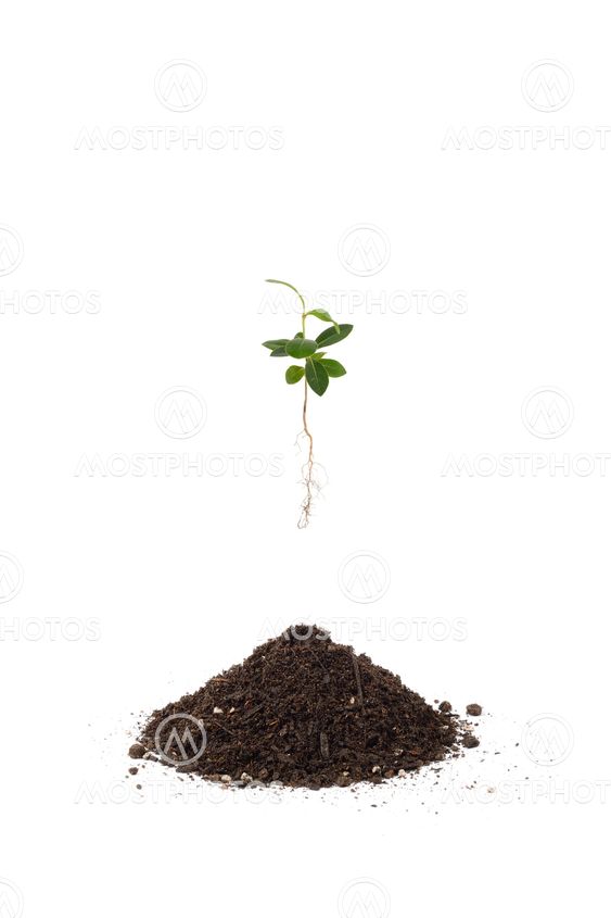young Pittosporum tobira and soil for repotting