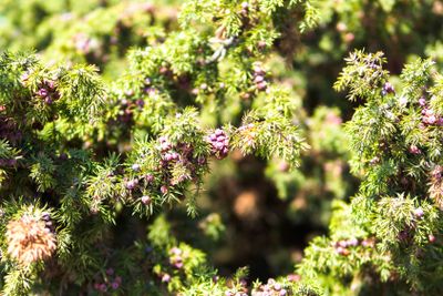 Juniper tree with cones on the branches