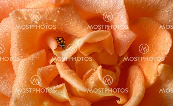 close up of an yellow ladybug