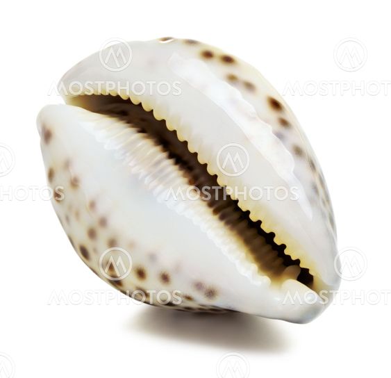 Sea Shell