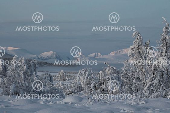 Snötyngda träd och Kebnekaise