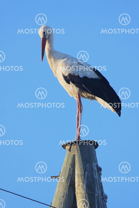 Stork on pole