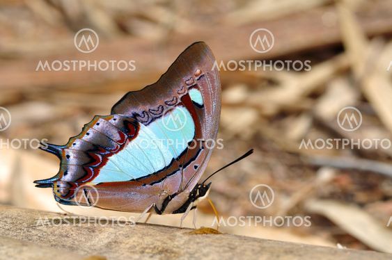 ฺฺButterfly (pallid nawabม Polyura arja)