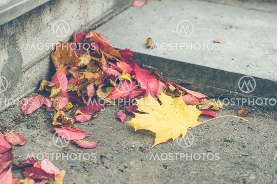 Fallen red and yellow autumn leaves near step of concrete staircase