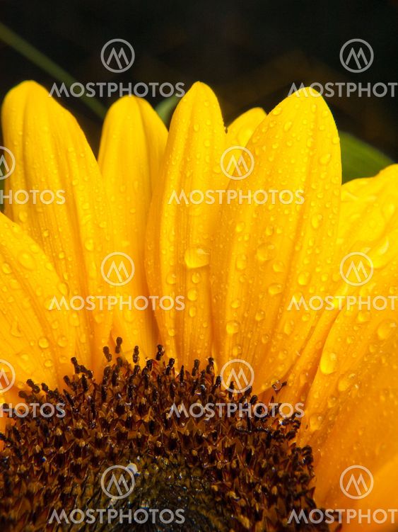 Sunflower with water drops 2
