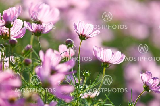 Blossom pink flower