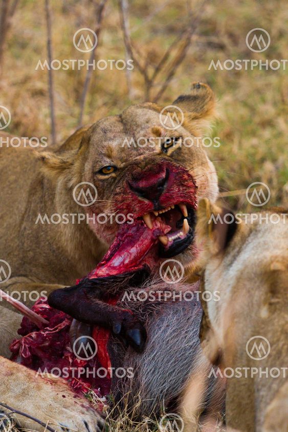 lion the king of the jungle of Tanzania
