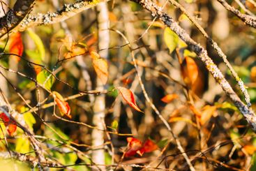 Tranquil autumn nature background in a sunset light.