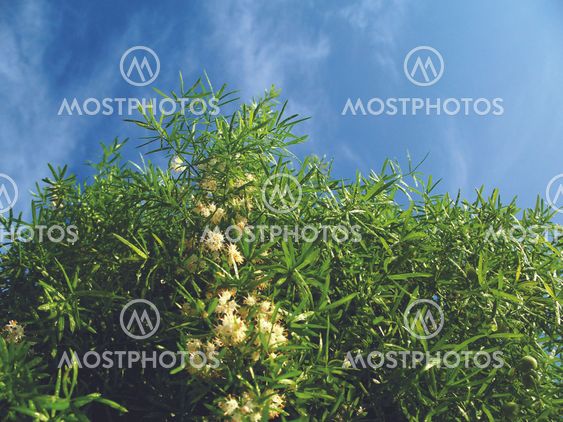 Unconcerned leafs