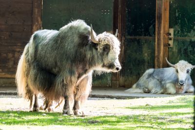 The domestic Yak, Bos mutus grunniens in the zoo