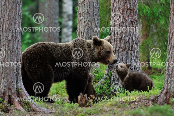 Brown bear with cubs in the forest