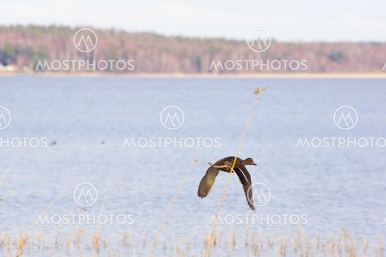 Mallard hen flying away