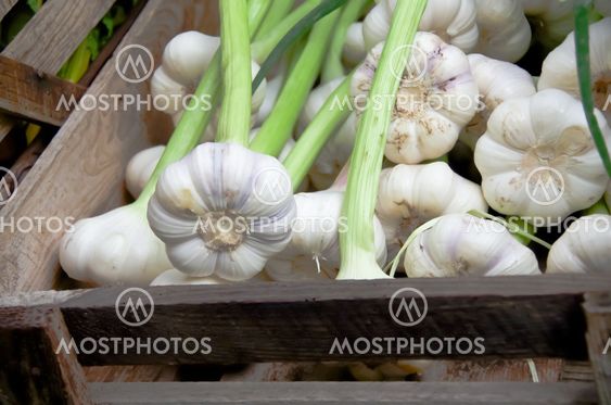 Garlic
