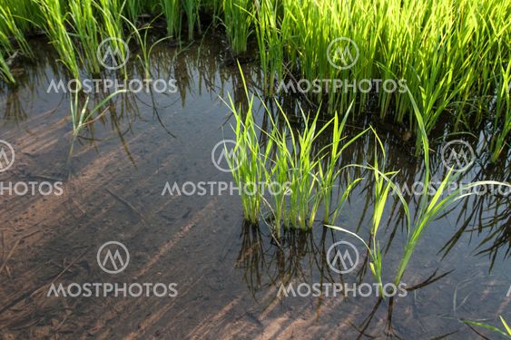 Seedlings of rice growing in paddy fields with water