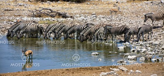 panoramic of zebra drinking water at okaukuejo national park namibia africa