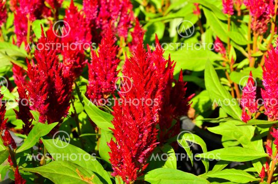Cockscomb flowers.
