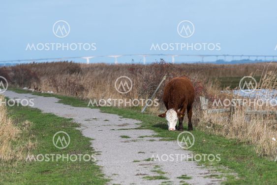 Betande ko i Beijershamns naturreservat på Öland