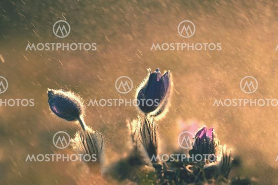 Purple pasqueflowers (Pulsatilla grandis) in the rain...