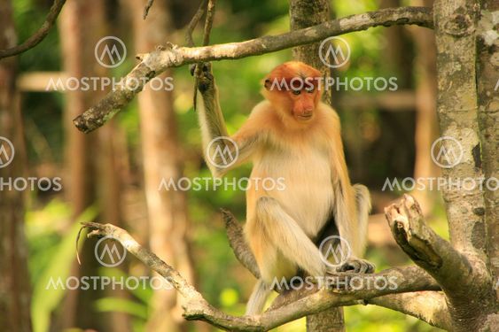 Young Proboscis monkey sitting on a tree, Borneo, Malaysia
