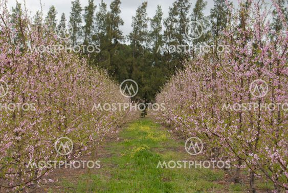 Blossoms