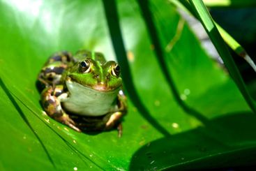 Green frog