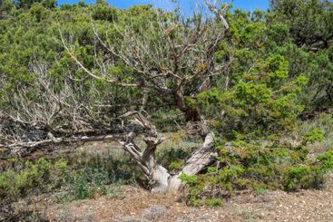 An old withered tree in a juniper grove. Novy Svet