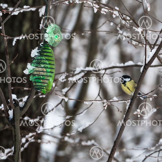 Great Tit by a bird feeder in winter season