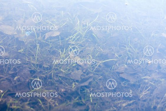 grass and plants submerged in clear water
