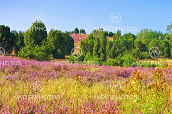 landscape Lueneburg Heath in autumn