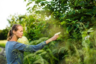 Young woman picking elderflower to make an infusion at home