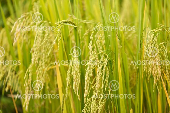 Close up of Green rice