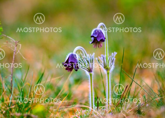 A group of Pulsatilla montana blooming on spring meadow