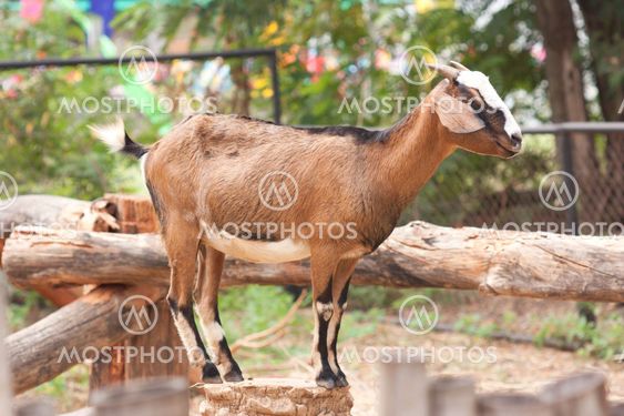 Close up goat in the farm