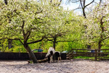 Ponies under blooming apple tree in garden at spring
