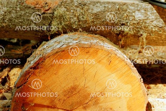 Circles of sliced wood. Background grunge texture