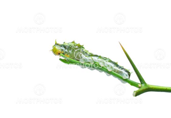 Green Caterpillar
